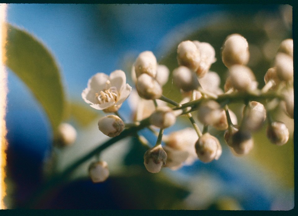 Sand Cherry 1971